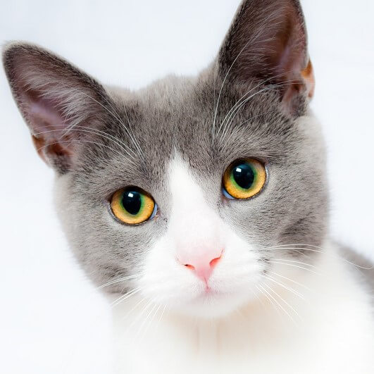 Puppy Care Health Plans