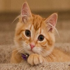 Puppy Care Health Plans