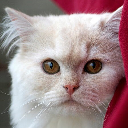 Puppy Care Health Plans