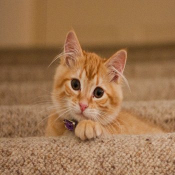 Puppy Care Health Plans