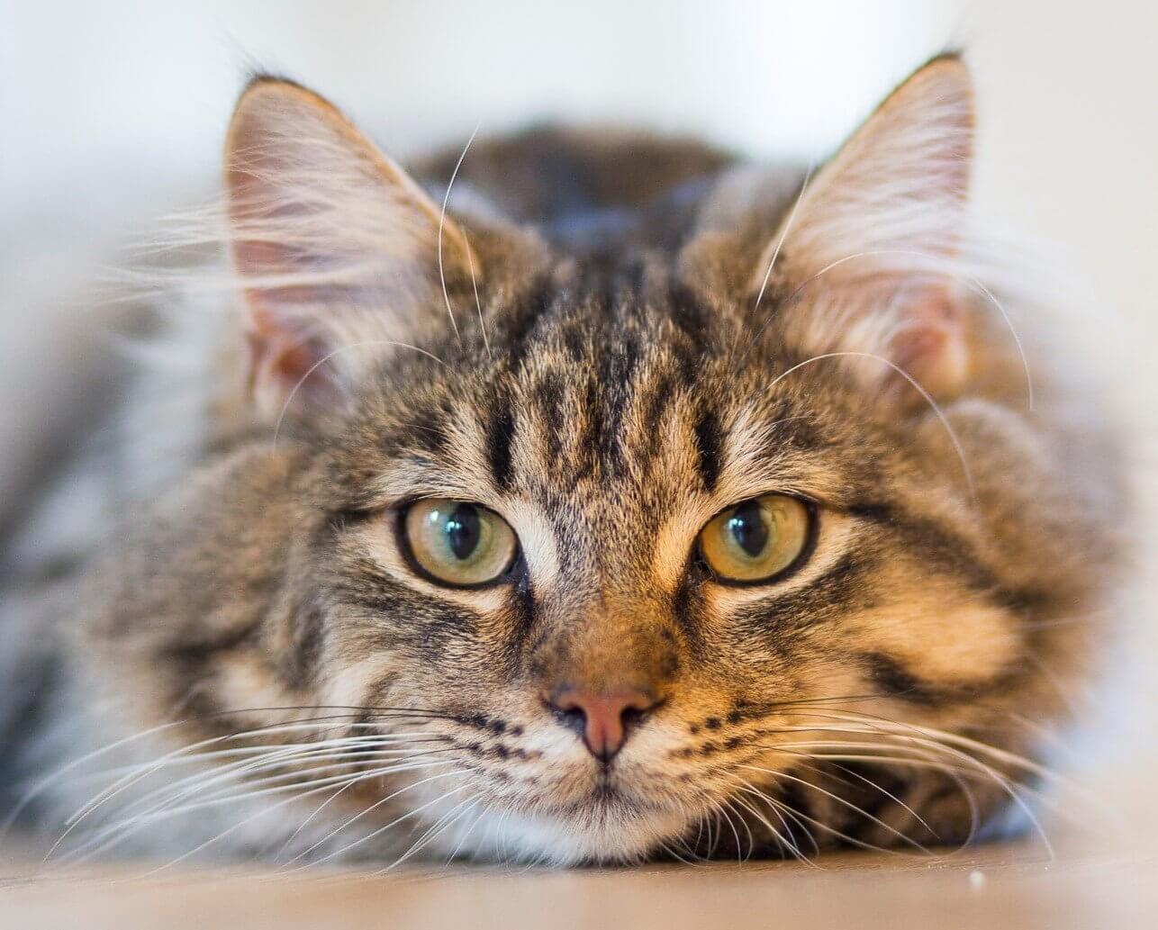 Puppy Care Health Plans