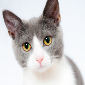 Puppy Care Health Plans