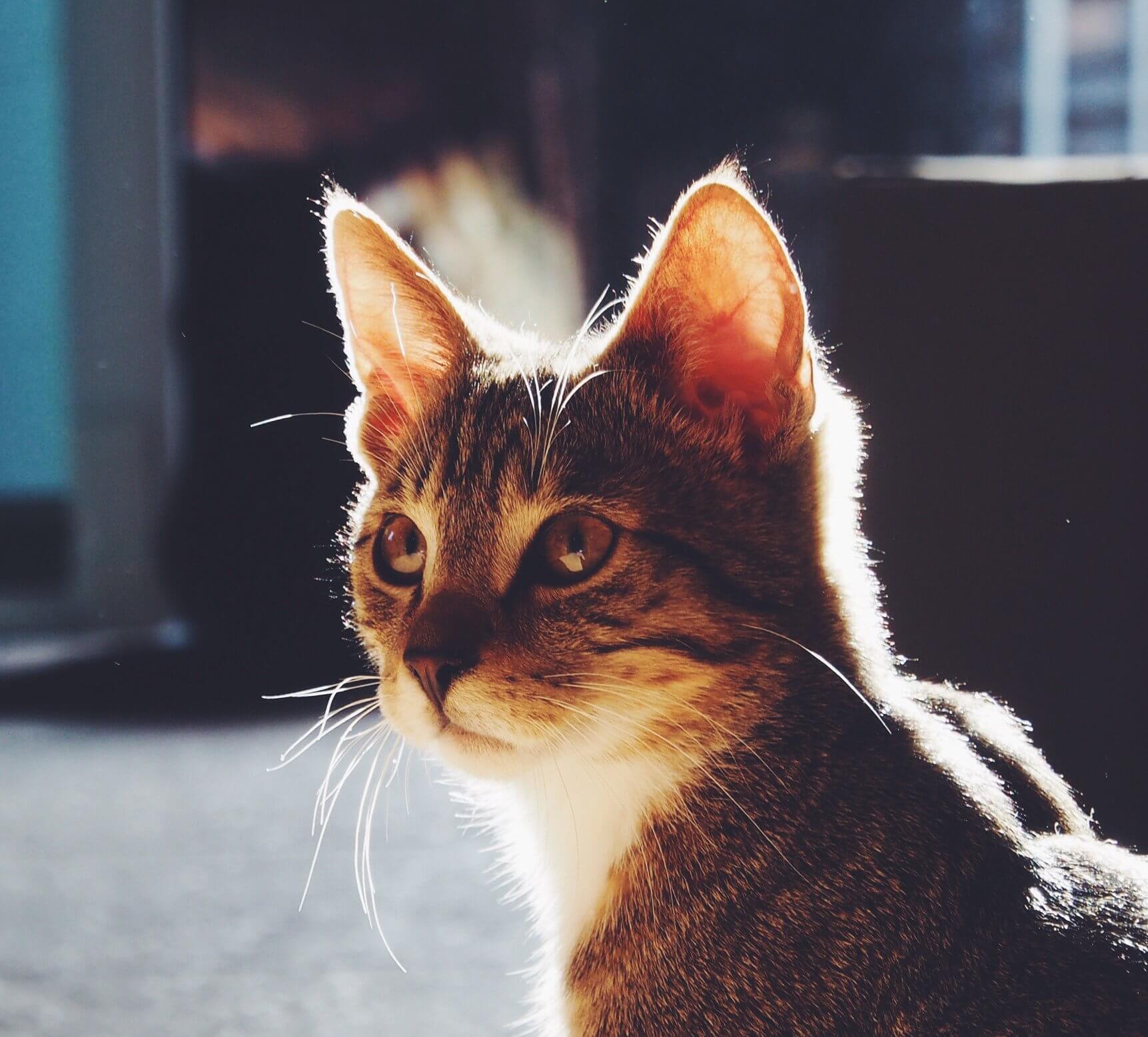 Puppy Care Health Plans