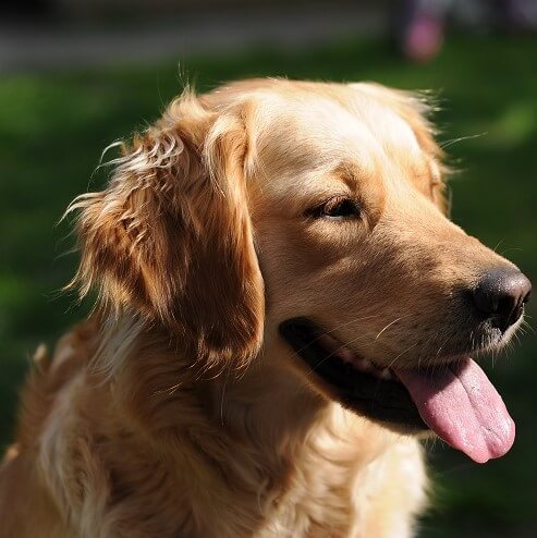 Puppy Care Health Plans