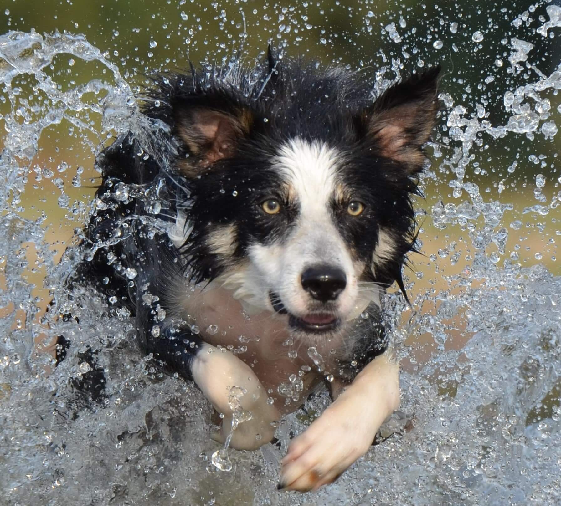 Puppy Care Health Plans