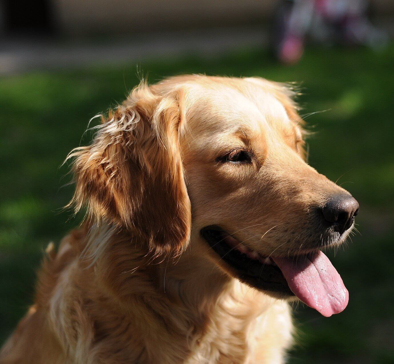 Puppy Care Health Plans