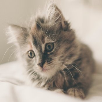 Puppy Care Health Plans