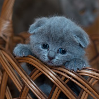 Puppy Care Health Plans