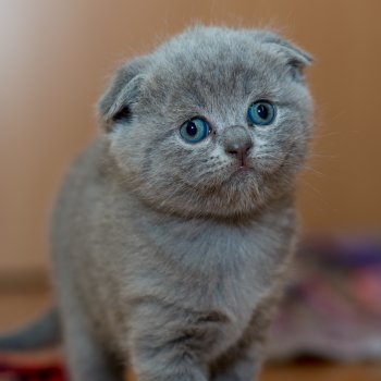 Puppy Care Health Plans