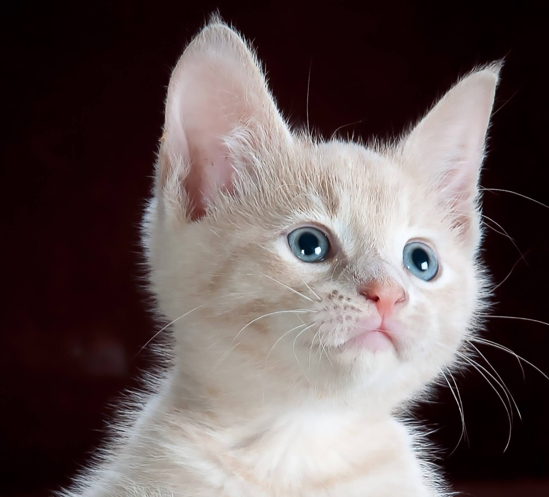 Puppy Care Health Plans