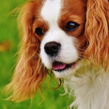 Puppy Care Health Plans