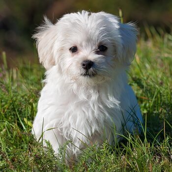 Puppy Care Health Plans